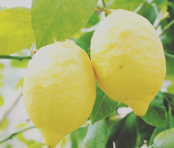 Zoom sur la vitamine C