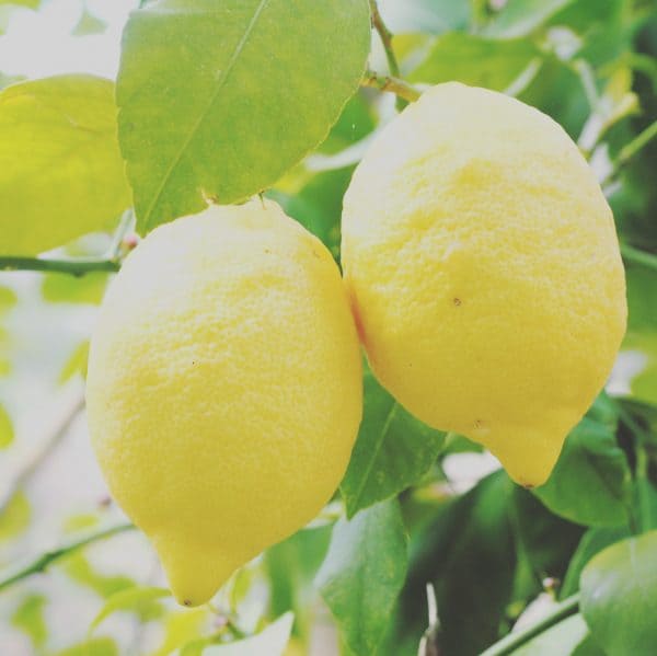 Zoom sur la vitamine C