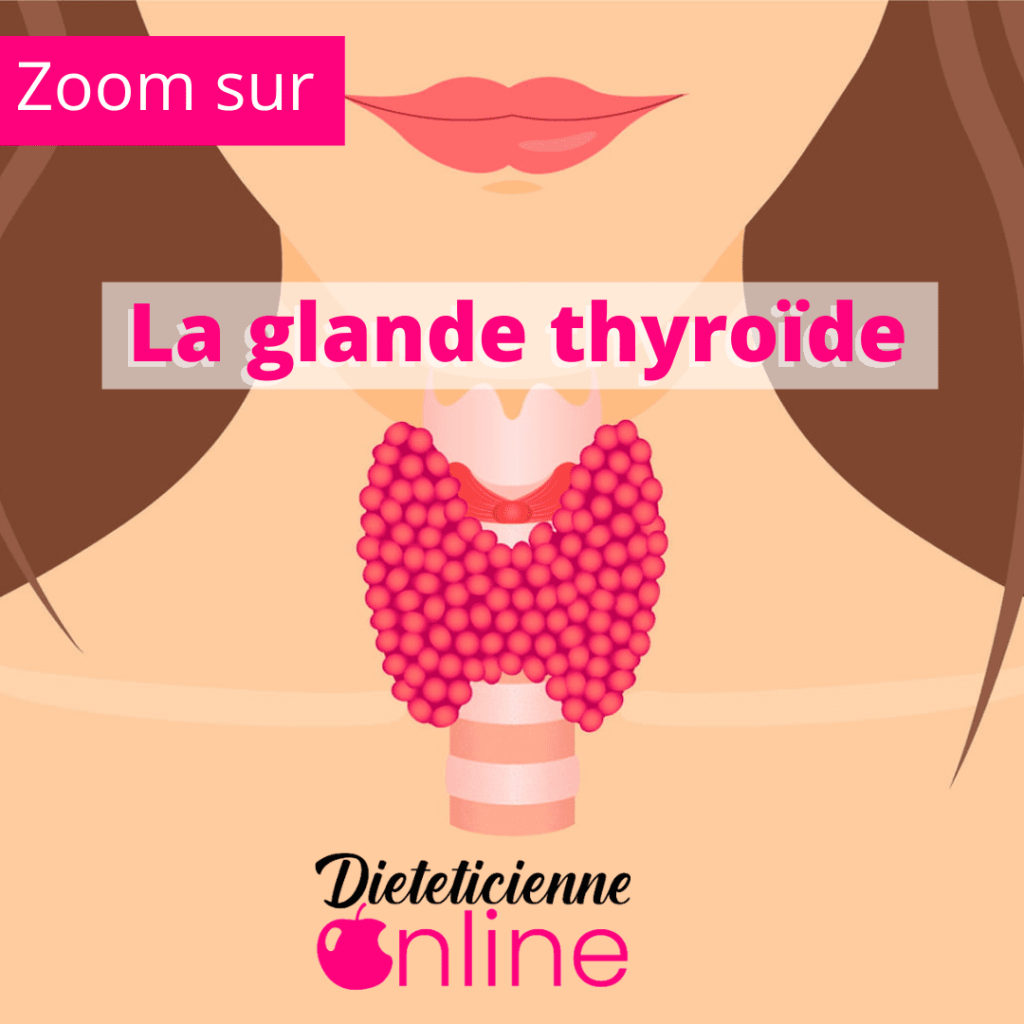 Zoom sur la glande thyroïde