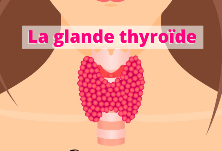 Zoom sur la glande thyroïde